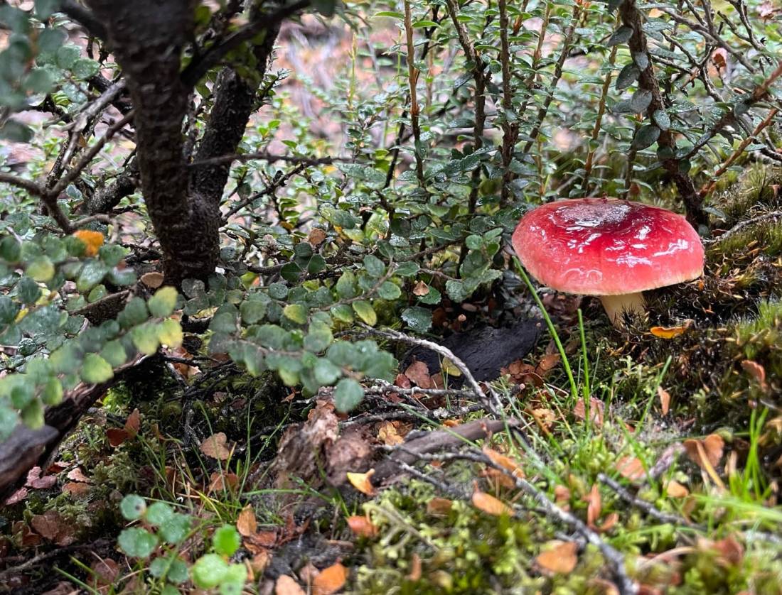 The Overland Track is rich in bio-diversity |  Brad Atwal