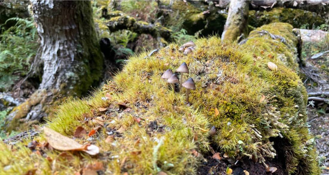 The Overland Track is rich in bio-diversity |  Brad Atwal