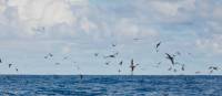 Birdlife on Bruny Island