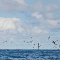 Birdlife on Bruny Island