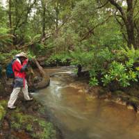 The pristine rainforest of Tasmania's Tarkine | Peter Walton