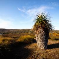 Discover the Overland Track's World Heritage wilderness | Matt Horspool