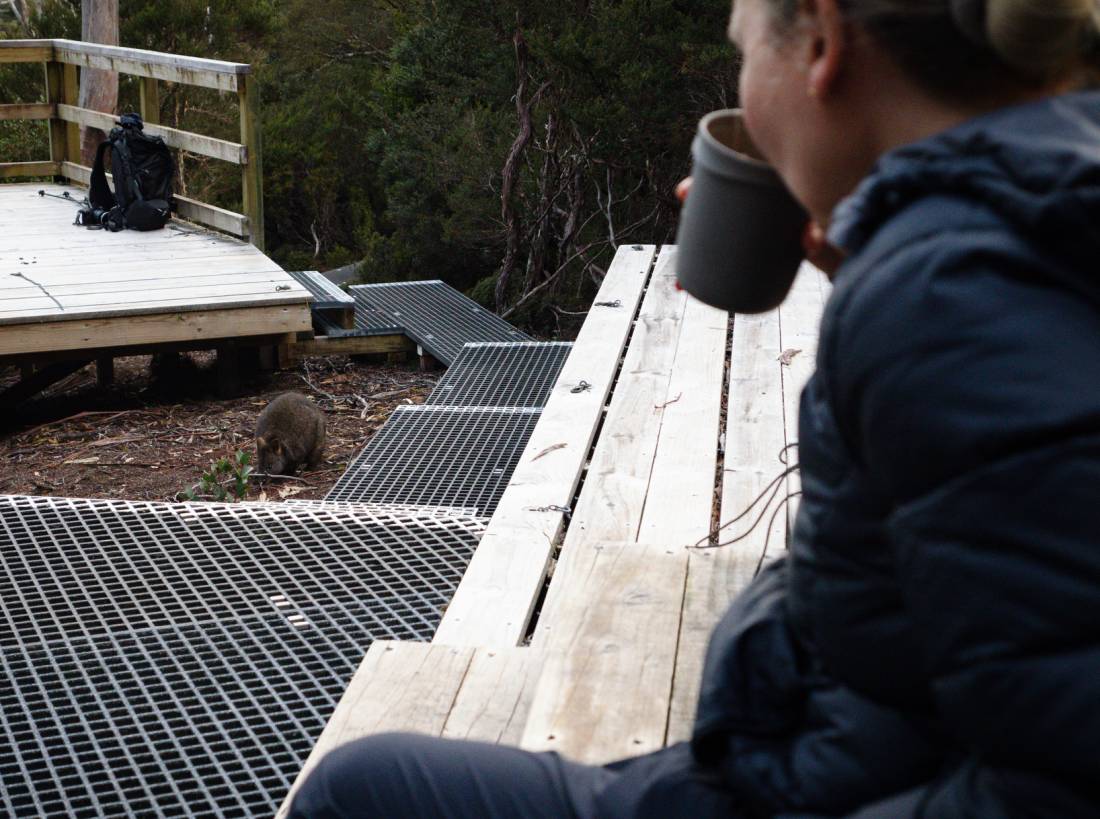 Wildlife in camp on the Overland Track |  Matt Horspool