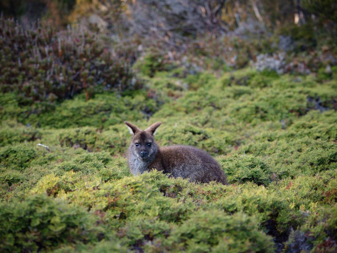 Wildlife along the Overland Track |  Matt Horspool