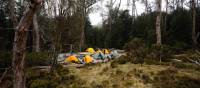 Every campsite is secluded on the Overland Track | Matt Horspool