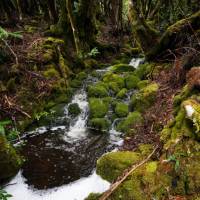 Discover the Overland Track's World Heritage wilderness | Matt Horspool