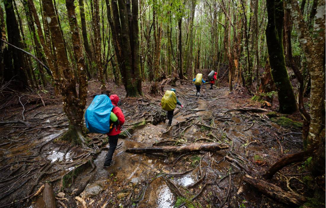 Trekking the legendary Overland Track, Tasmania |  Matt Horspool