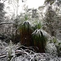 Experience the Overland Track during winter | Matt Horspool