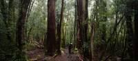 Soaking in the beauty of the Overland Track | Matt Horspool