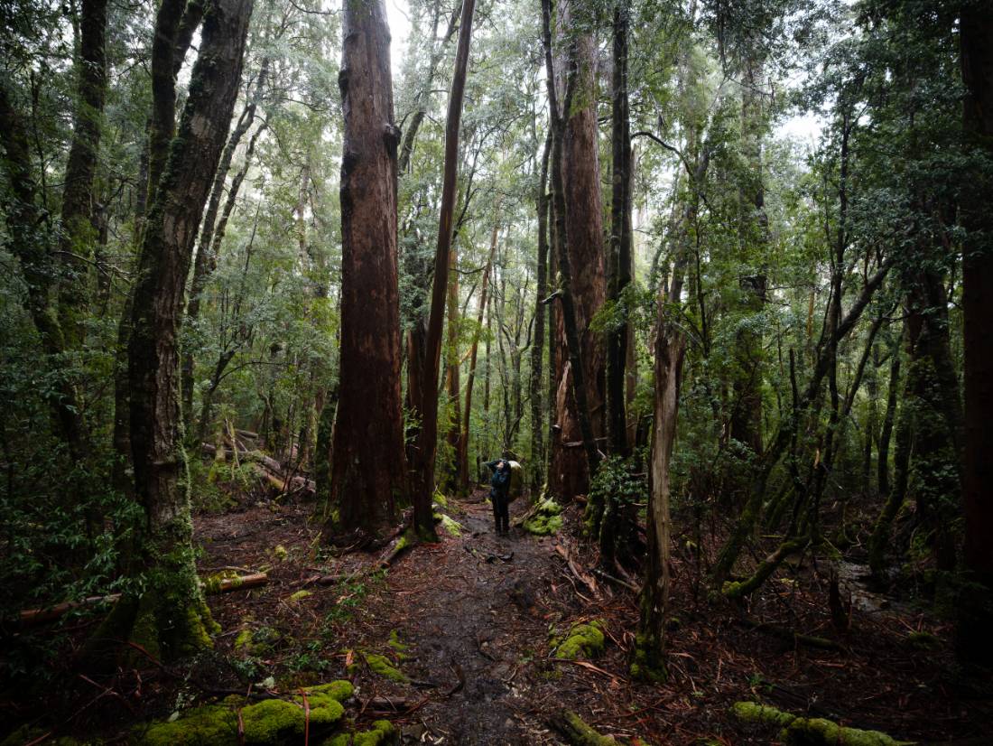 Soaking in the beauty of the Overland Track |  Matt Horspool