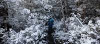 Experience the Overland Track during winter | Matt Horspool