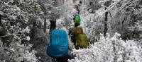 Experience the Overland Track during winter | Matt Horspool