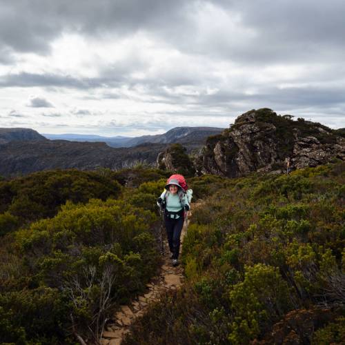 Overland track guided tours best sale