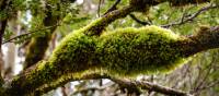 Discover the Overland Track's World Heritage wilderness | Matt Horspool