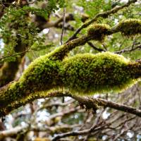 Discover the Overland Track's World Heritage wilderness | Matt Horspool