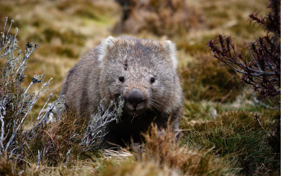 Wildlife along the Overland Track |  Matt Horspool