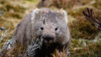 Wildlife along the Overland Track | Matt Horspool