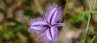 Wildlfowers on the Cape to Cape