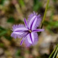 Wildlfowers on the Cape to Cape