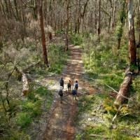 Hike through amazing forests along the Cape to Cape