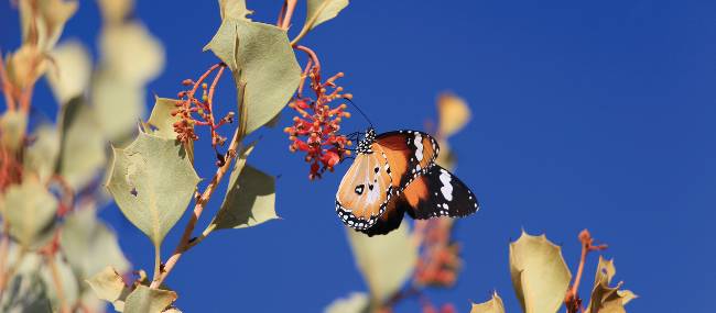 Butterfly lands on native Holly Grevillea | Ayla Rowe