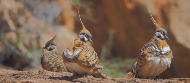 Spinifex pidgins on the Larapinta Trail | Earle Westbury