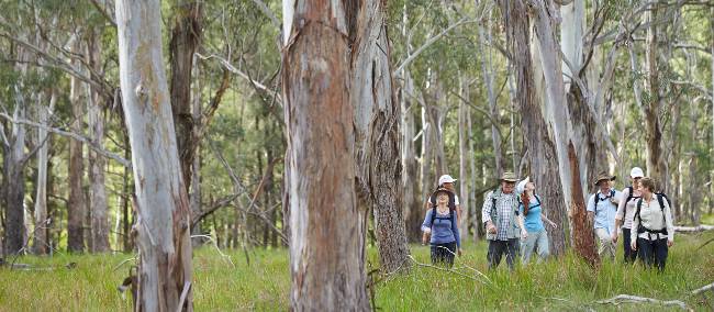 Walking through Eucalyptus forest