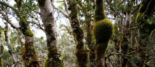 Discover the Overland Track's World Heritage wilderness | Matt Horspool